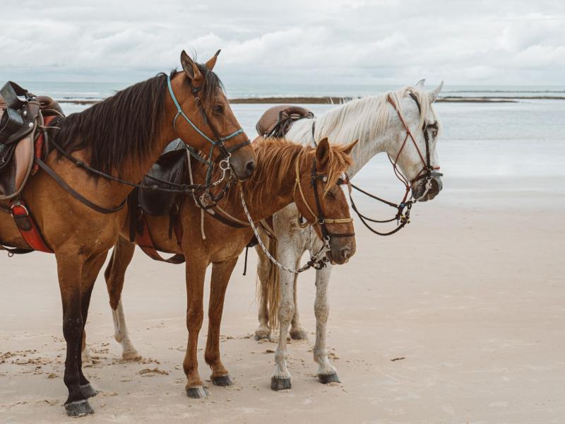 Reiten auf Mallorca: Strände, Reitwege und Ranches