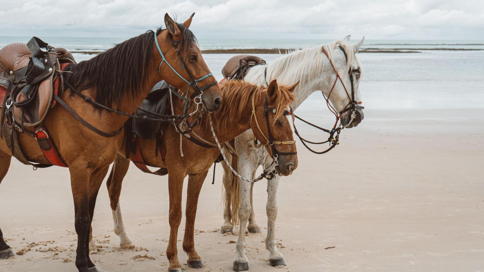 Reiten auf Mallorca: Strände, Reitwege und Ranches