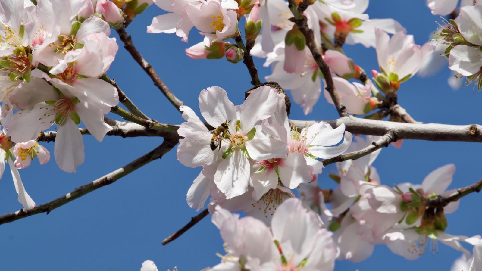 Mallorca im Frühling: Events, Wetter & Reisetipps